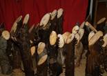 P1011447 (1024x768).jpg (87209 bytes)